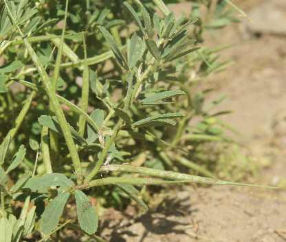 Trigonella foenum-graecum: Fenugreek plant with unripe pods