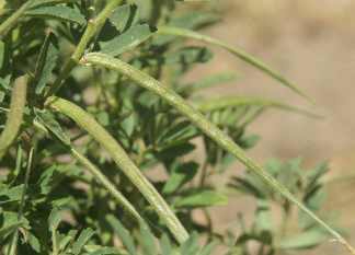 Trigonella foenum-graecum: Bockshornklee mit unreifen Hülsen