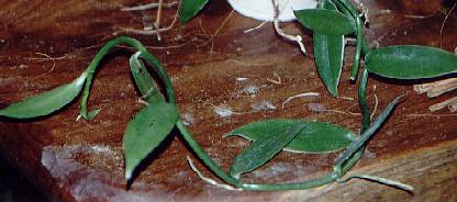 Vanilla planifolia: Vanille (Pflanze)