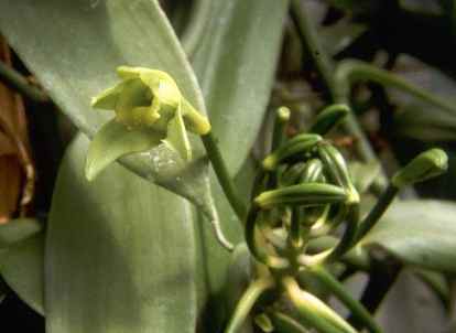 Vanilla planifolia: Vanilla flower