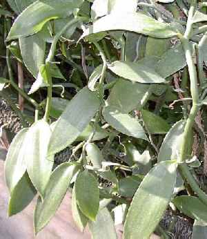 Vanilla planifolia: Sterile Vanillepflanze