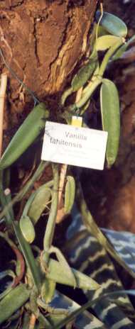 Vanilla tahitensis: Tahiti vanilla plant