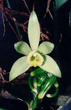 Vanilla planifolia: Vanilleblüte