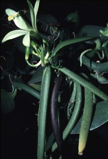 Vanilla planifolia: Vanilla flower and unripe pods