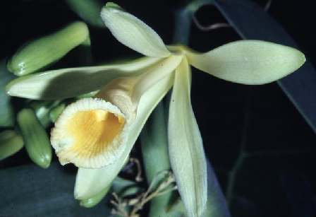 Vanilla pompona: Guadeloupe vanilla flower