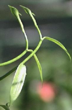Vanilla planifolia: Vanillezweig