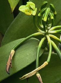 Vanilla planifolia: Vanille-Fruchtstand mit Blüte