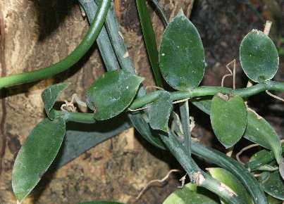 Vanilla planifolia: Vanilla shoot