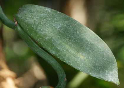 Vanilla planifolia: Blatt der Gewürzvanille