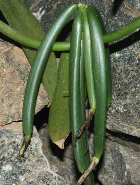 Vanilla planifolia: Vanillebesen