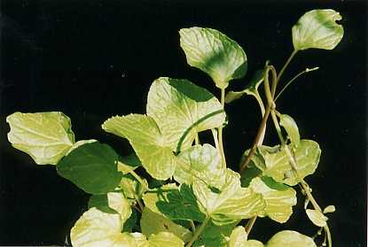 Wasabia japonica: Wasabipflanze