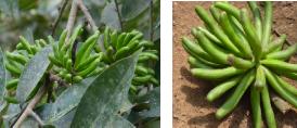 Xylopia aethiopica: Reifende Früchte von Kanipfeffer