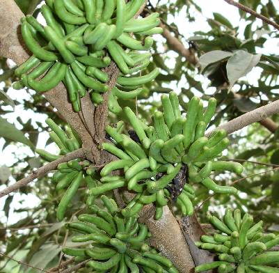 Xylopia aethiopica: Unreife Mohrenpfefferfrüchte