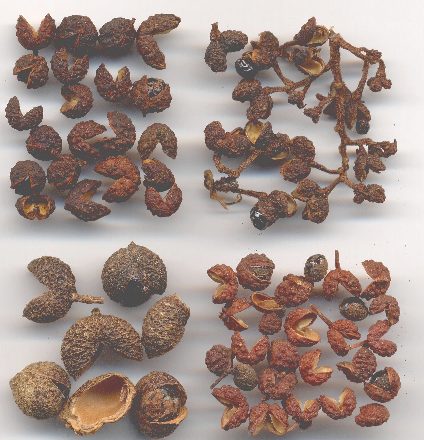 Zanthoxylum piperitum/acanthopodium/rhetsa/alatum.: Vier Arten Sichuanpfeffer
