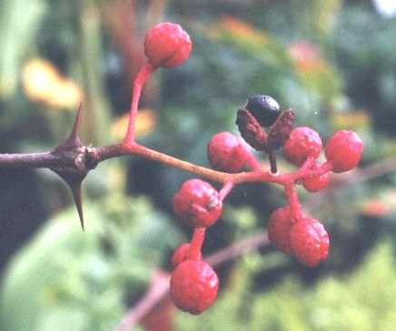 Zanthoxylum piperitum: Ripe fagara fruits