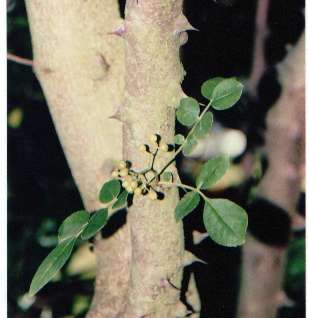 Zanthoxylum simulans: Sichuan pepper thorns