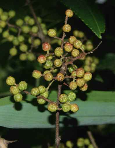 Zanthoxylum alatum: Nepalpfeffer