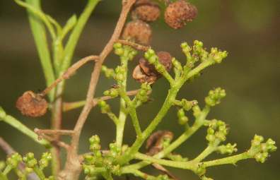 Zanthoxylum alatum: Weiblische Blüten und trockene Früchte des nepalischen Sichuanpfeffers