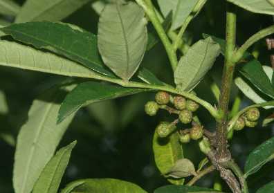 Zanthoxylum alatum: Unreifer nepalischer Sichuanpfeffer