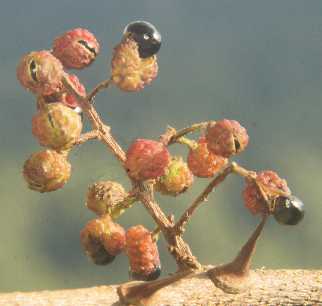 Zanthoxylum alatum: Nepalese pepper (tmur) ripe fruits