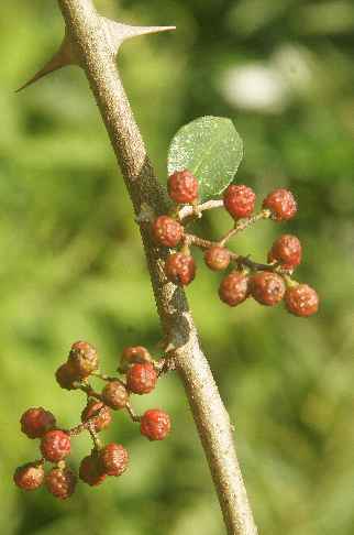 Zanthoxylum alatum: Nepalese pepper (timur) infrutescence