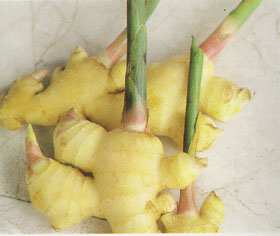 Zingiber officinale: Ginger rhizome