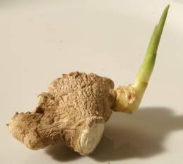 Zingiber officinale: Shooting ginger root