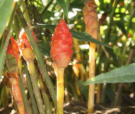 Zingiber officinale: Ginger fertile stems in a field in Karnataka (South India)