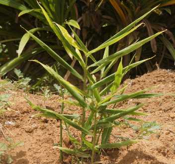 Zingiber officinale: Ingwerpflanze mit beblättertem Scheinstamm