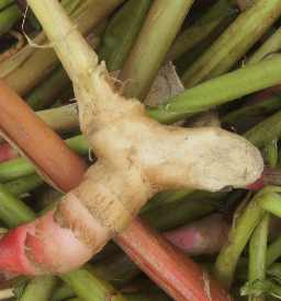 Zingiber officinale: Young ginger rhizome and sprout