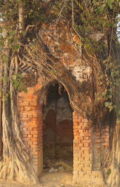 Fig tree strangling a brick temple in Agartala, Tripura (North East India)