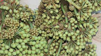 Kawhtebel vegetable (Semecarpus subpanduriformis) seen at Bara Bazar Market in Aizawl, Mizoram (North-Eastern India)