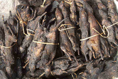 Smoked rat (Sazu Rep) seen at Bara Bazar Market in Aizawl, Mizoram (North-Eastern India)