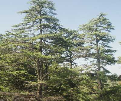 Cedrus deodara: Himalaya ceder, Deodar tree