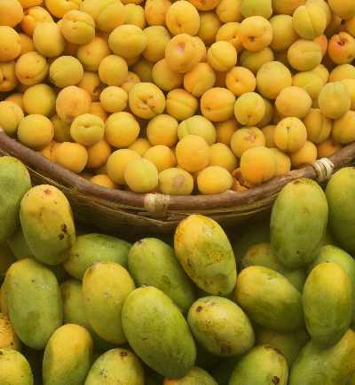 Mango and Apricot in Kasar Devi, near Almora, Uttarakhand (North India)