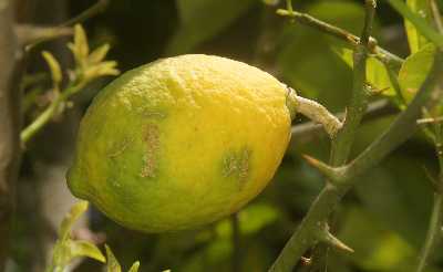 Lemon (Citrus limon) ripening in Kasar Devi, near Almora, Uttarakhand (North India)