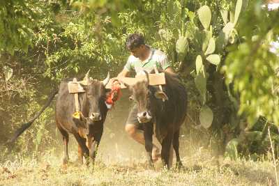 Rural agriculture (ploughing with oxen) in Kasar Devi, near Almora, Uttaranchal (North India)