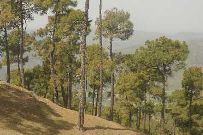 Pine forest (Pinus roxburghii) in Kasar Devi, near Almora, Uttaranchal (North India)