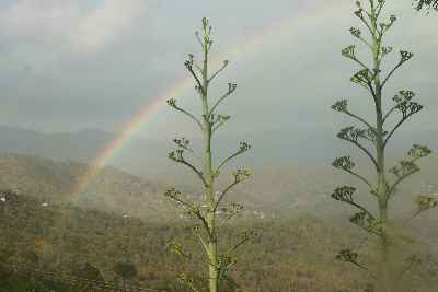 Agava americana inflorescence and rainbow in Kasar Devi, near Almora, Uttaranchal (North India)