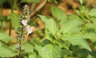 Ocimum tenuiflorum (sanctum) Sarcred or Holy basil growing wild in Bodhgaya, Bihar (India)