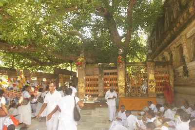 Sri Mahabodhi the Tree of Awakening (Ficus religiosa) in Bodhgaya, Bihar, Northern India