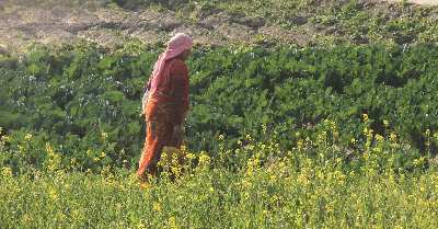 Newar farmer woman in fields of cabbage und mustard, near Changu, Kathmandu valley, Nepal