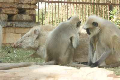 Pig and Monkey being strange friends, seen at Chittaurgarh Fort, Rajasthan, India