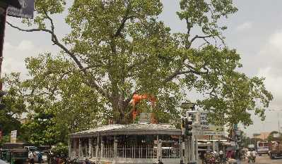 Bodhi tree at Punchi Borella Junction, Maradana, Colombo, Sri Lanka