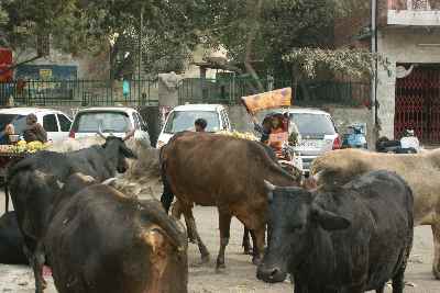Sacred cows are part of the traffic in Pahar Ganj, New Delhi, India