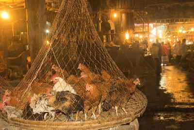 Chicken Market in Dhaka, Bangladesh