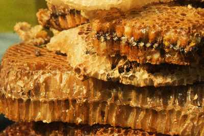 Honeycombs from the Sunderban sold in Dhaka, Bangladesh