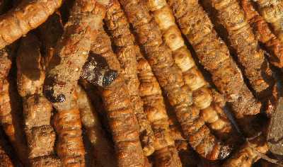 Yartsa Gumba (dried catarpillar fungus) herbal medicine in Dharaan Bazaar, Nepal