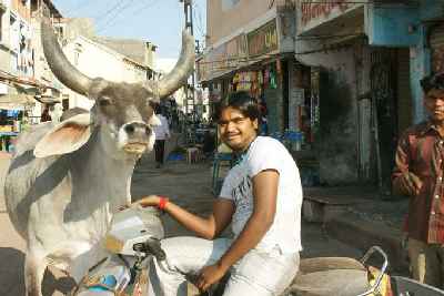 Zebu in Dvarka, Gujarat, India