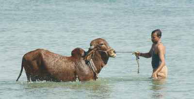 Zebu cow taking bath in Gaumati river, Dvarka, Gujarat, India